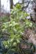 Flora: Stinking Hellebore (Helleborus foetidus)